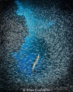 Waiting
tarpon hunting for silversides by Ellen Cuylaerts 